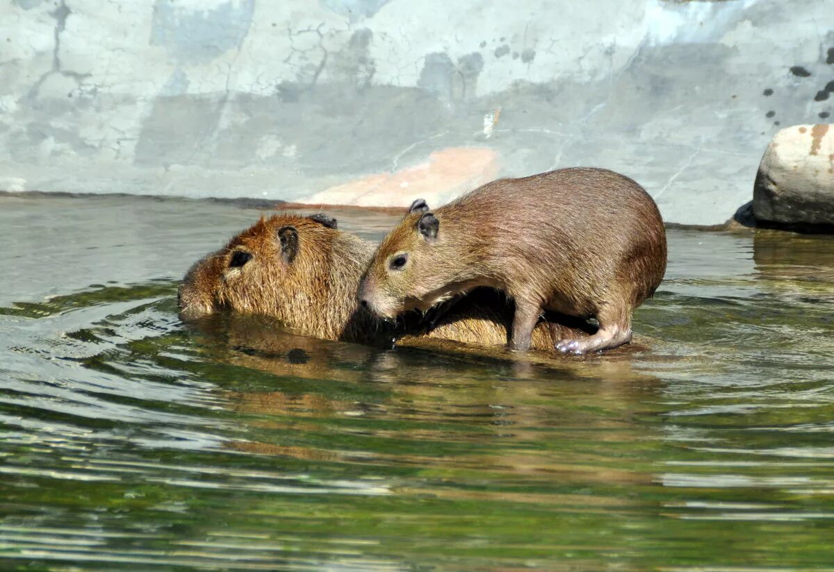 Грызун в воде