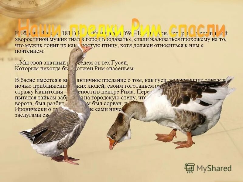 Басня гуси. Басня гуси