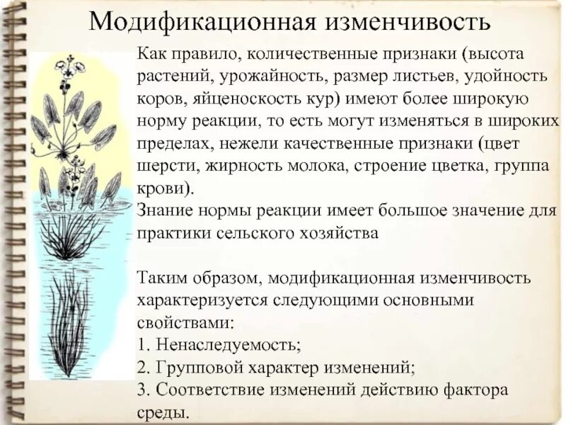 Выберите пример модификационной изменчивости. Качественные признаки модификационной изменчивости. модификационная изменчивость у растений. модификационная изменчивость количественные признаки. количественные признаки изменчивости.