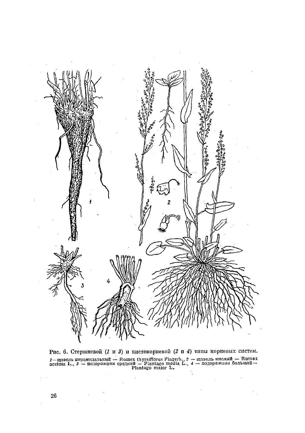 типы корневых систем цветковые растений.