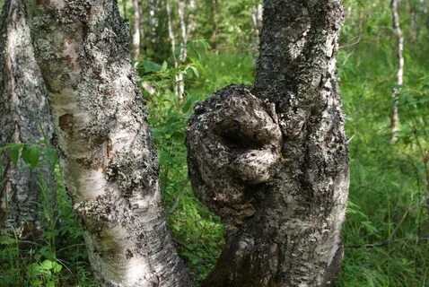 Нарост на березе черного цвета