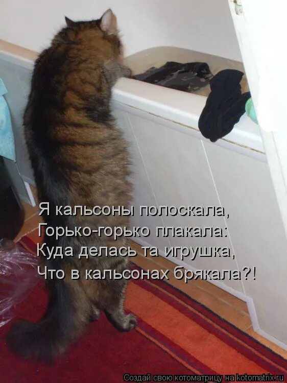 Кот ждет. Хозяин пришел. Кот пришел. Кот ждет хозяина.