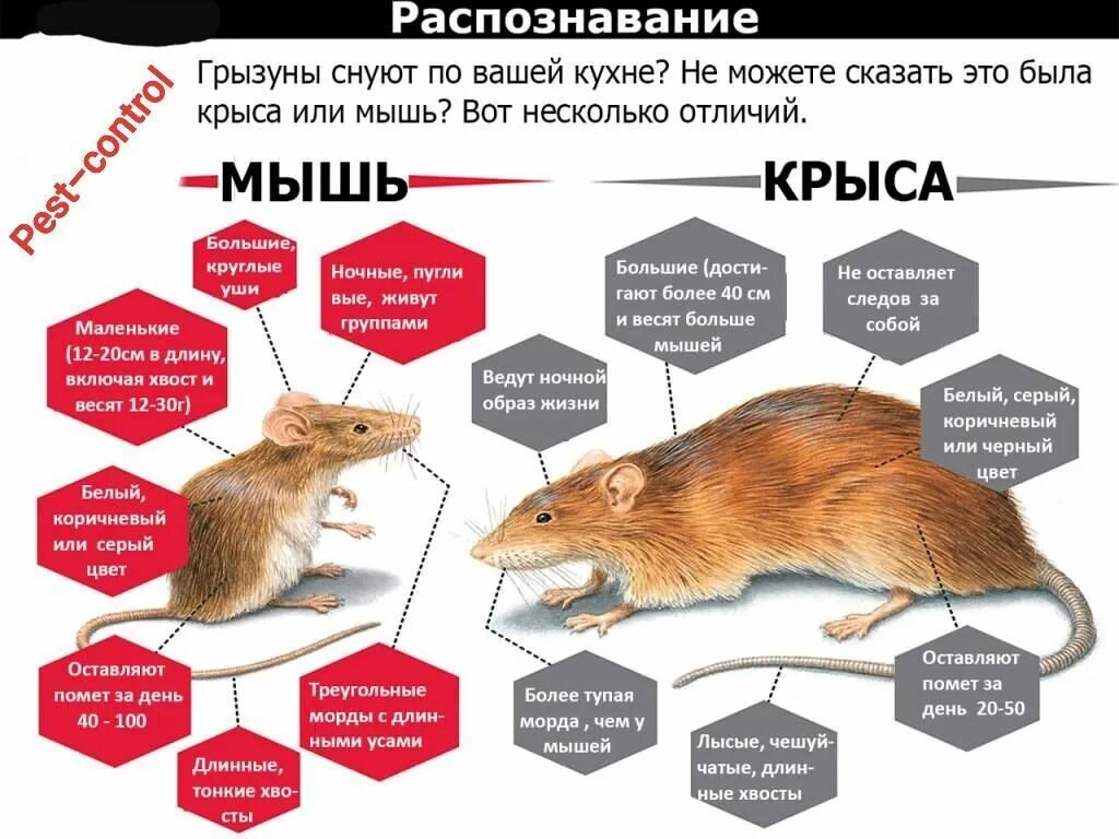 Как выглядит мышь и крыса. Различие мыши и крысы. Разница между крысой и мышью. Как отличить мышь от крысенка. Мышь и крыса.