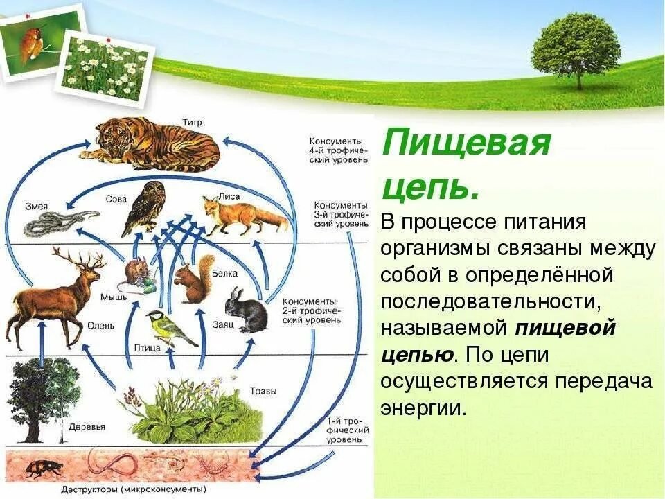 Как связаны экологическая