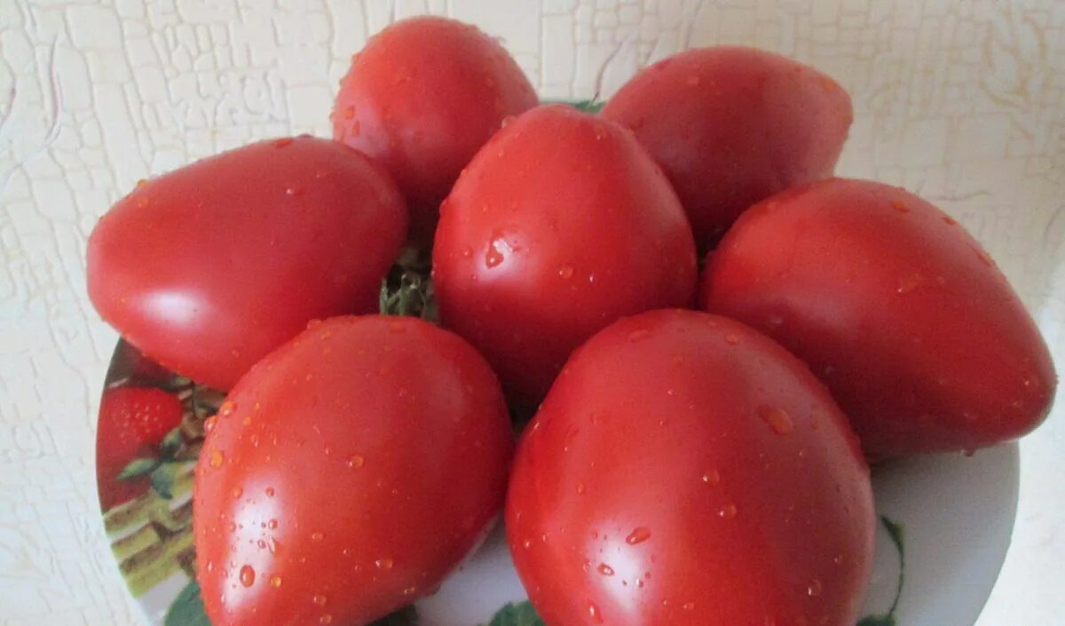 Мечта алисы томат фирма. Сорт томатов мечта алисы. Томат алиса. Сорт томатов мечта алисы. Томат алиса куст.