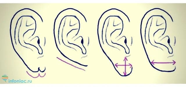 Форма мочек ушей и характер человека. Физиогномика форма ушей и мочки. Физиогномика уши.