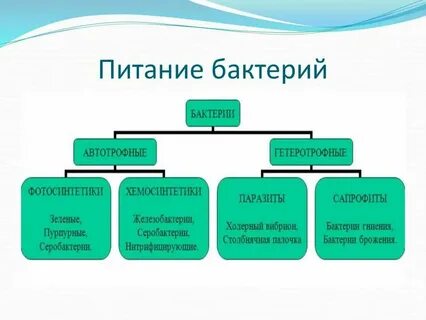 Способы питания бактерий схема