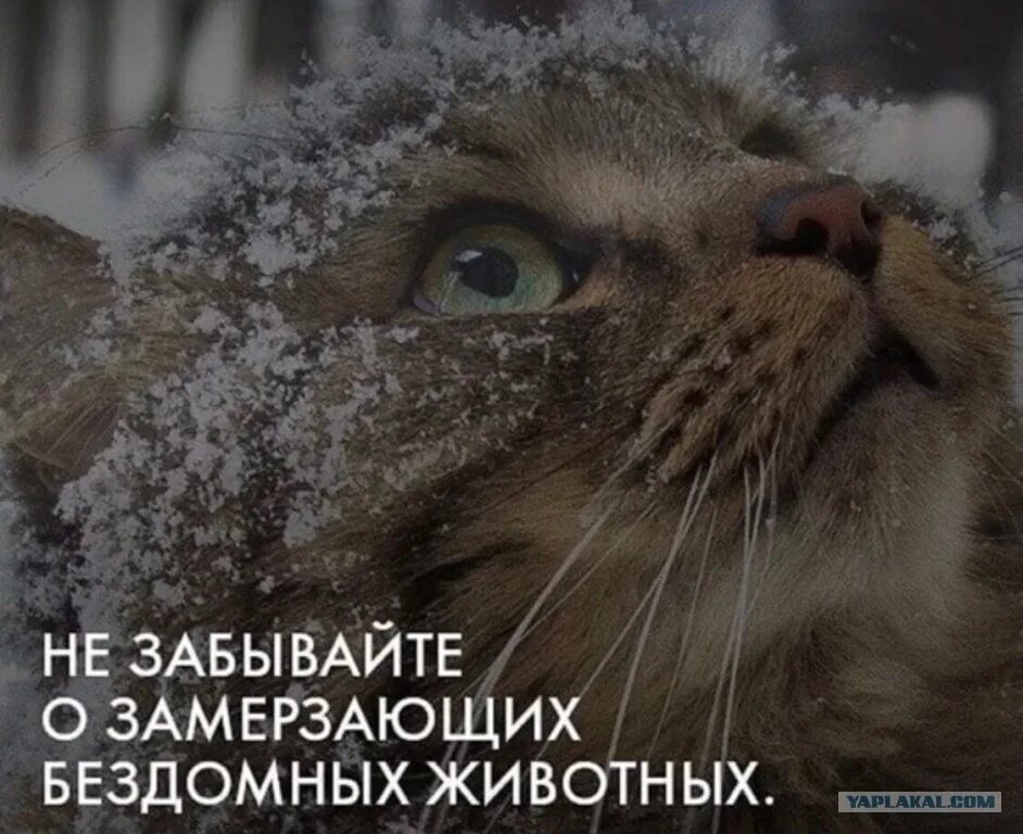 Волк зиму переживет но холод не забудет
