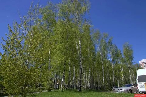 Слово березняку