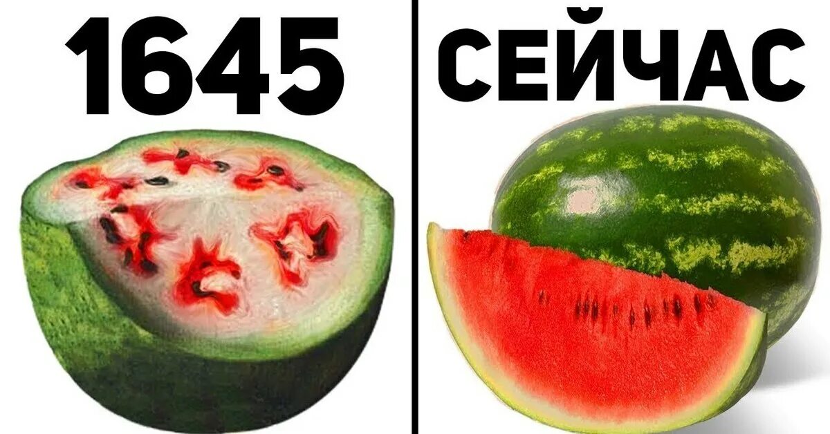 Как выглядел арбуз до селекции. Арбуз до селекции. как раньше выглядел арбуз. овощи и фрукты до селекции и после. арбуз до гмо.