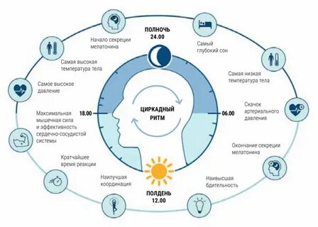 Активны в дневное время