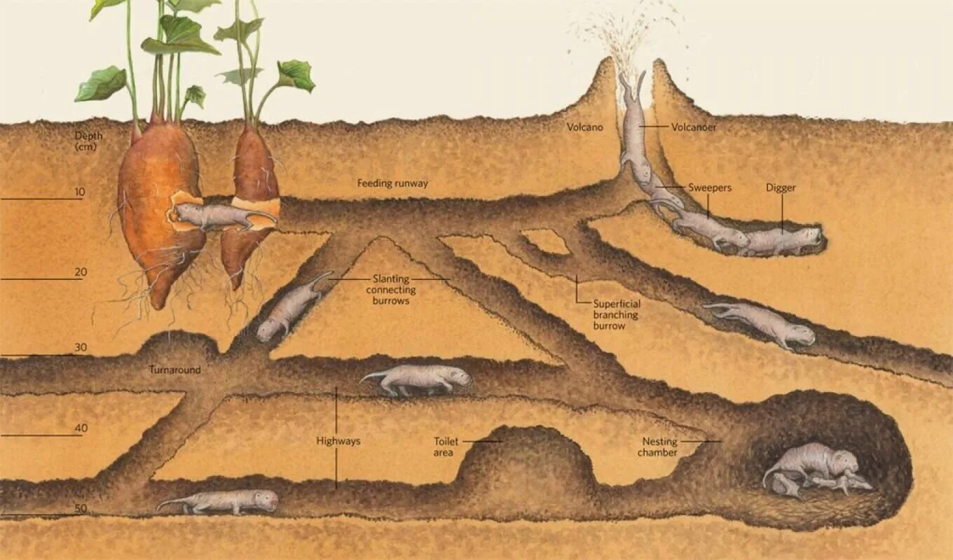 Подземная жизнь крота. Слепыш схема Норы. Система ходов Нор слепыша. Слепыш Норы в земле. Слепыш гигантский в норе.