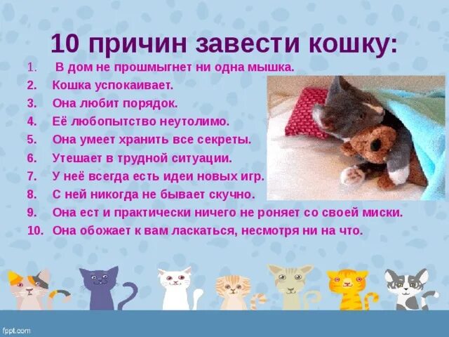 Перечень для котенка. Что нужно для котенка. Список для котят. Почему нужно завести кошку.