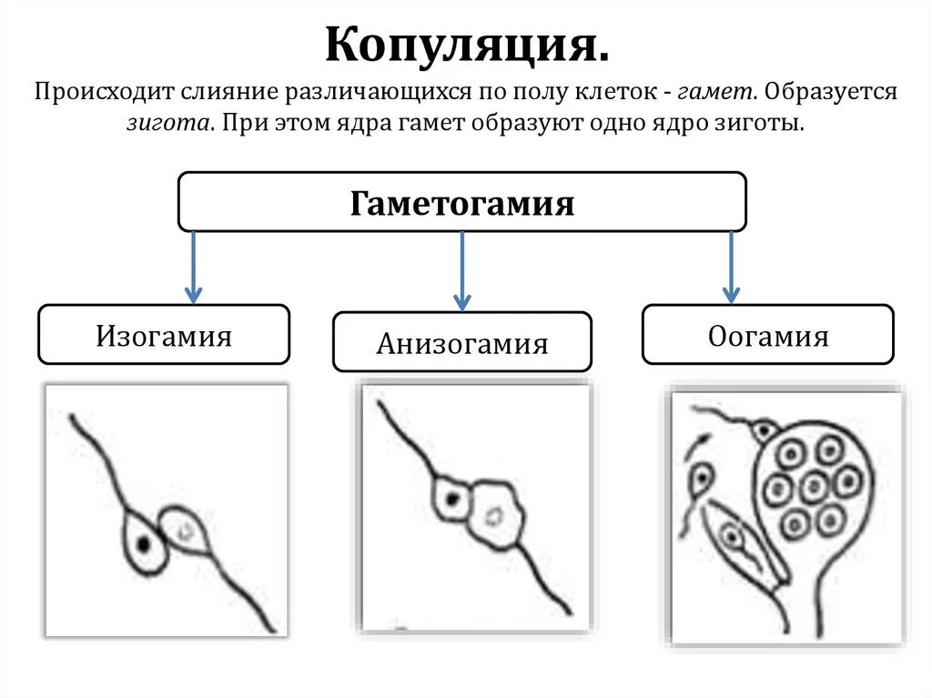 Половое размножение копуляция. Типы полового размножения копуляция. Размножение простейших копуляция. Копуляция - это способ размножения.