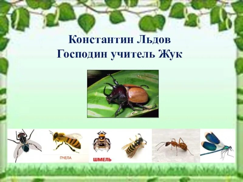 Учитель жук. К льдов господин учитель жук. господин учитель жук стихотворение. льдов господин учитель жук стихотворение.