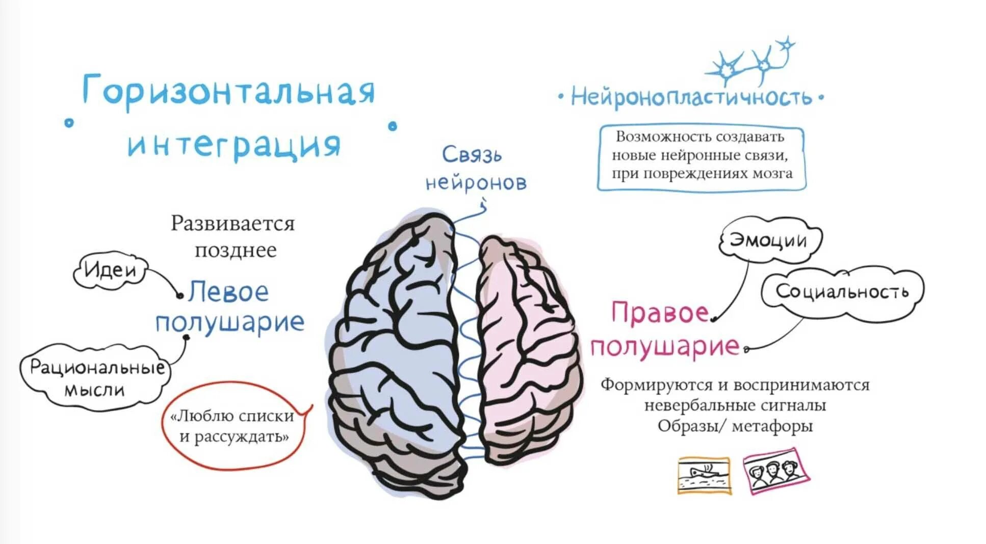 Почему плохо работает мозг. Принципы работы головного мозга. мозг человека полушария. полушария мозга схема. два полушария мозга.
