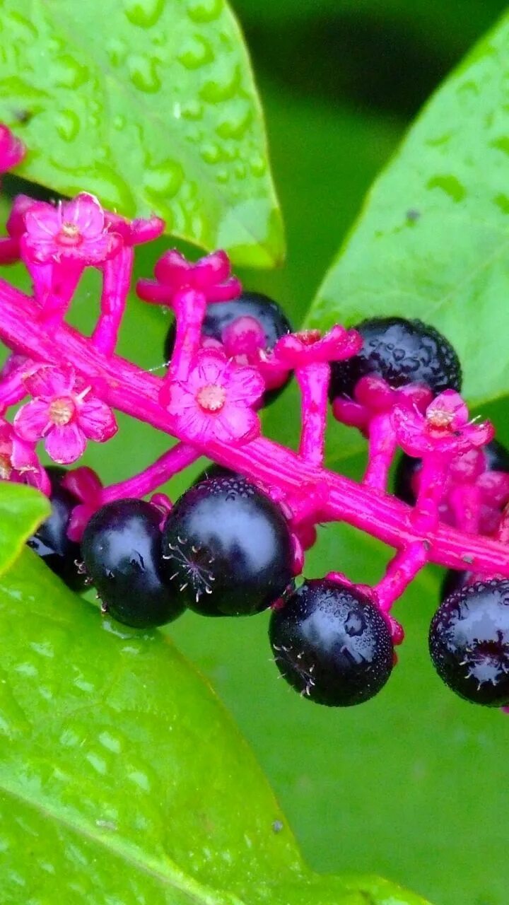 Лаконос куст. Фитолакка американская phytolacca americana. Фитолакка лаконос. Цветок цвет черными ягодами. Лаконос куст.