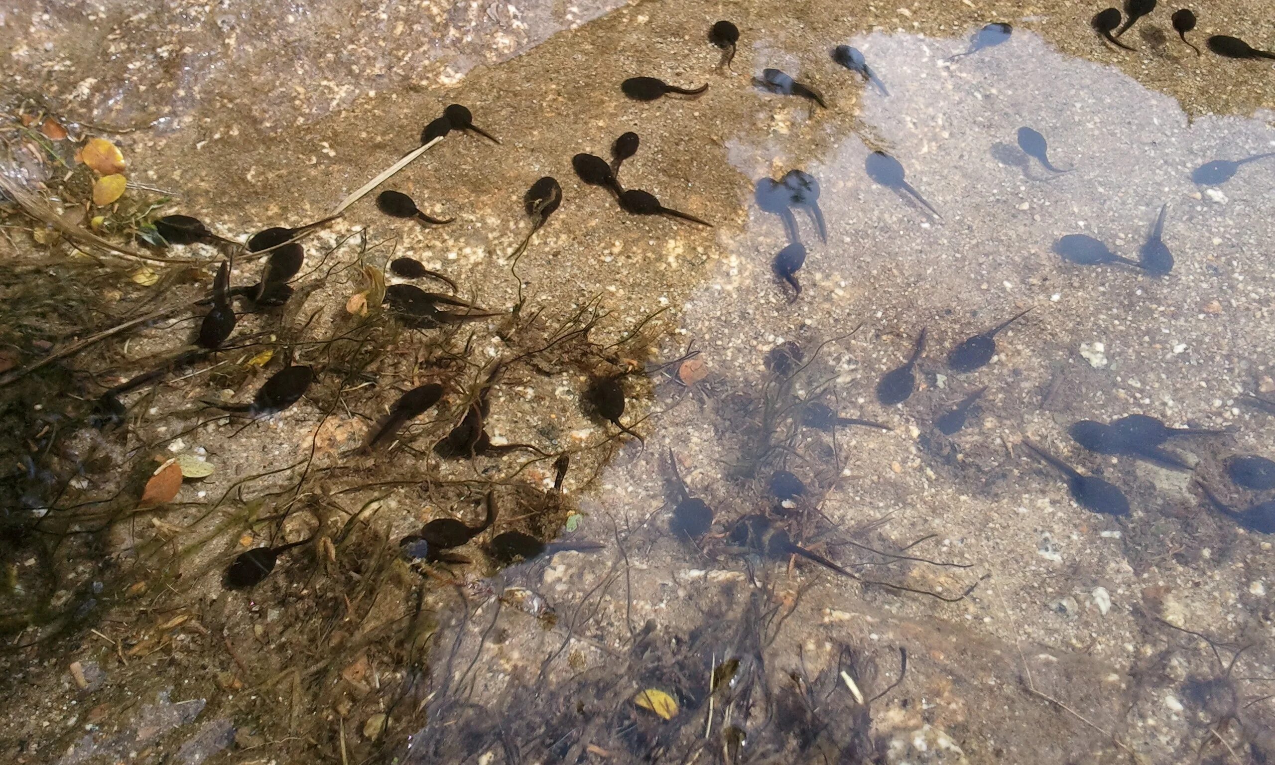 Водоросли головастики