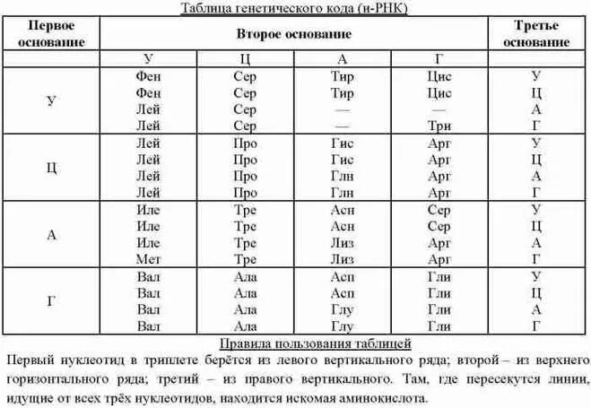 Информационное рнк таблица. Генетический код рнк таблица с егэ. генетический код ирнк таблица. таблица генетического кода днк и рнк. таблица кодирования аминокислот днк и рнк.