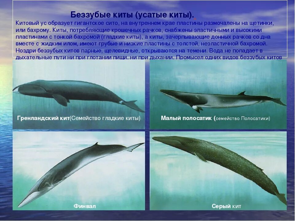 Кит относится к группе. Отряд китообразные усатые киты. Китообразные беззубые представители. Китообразные зубатые представители. Отряд зубатые киты.