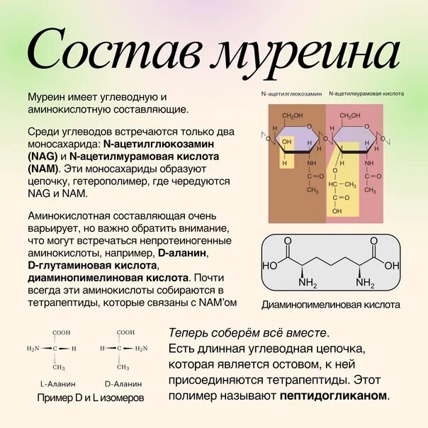 Компонентом клеточной стенки является