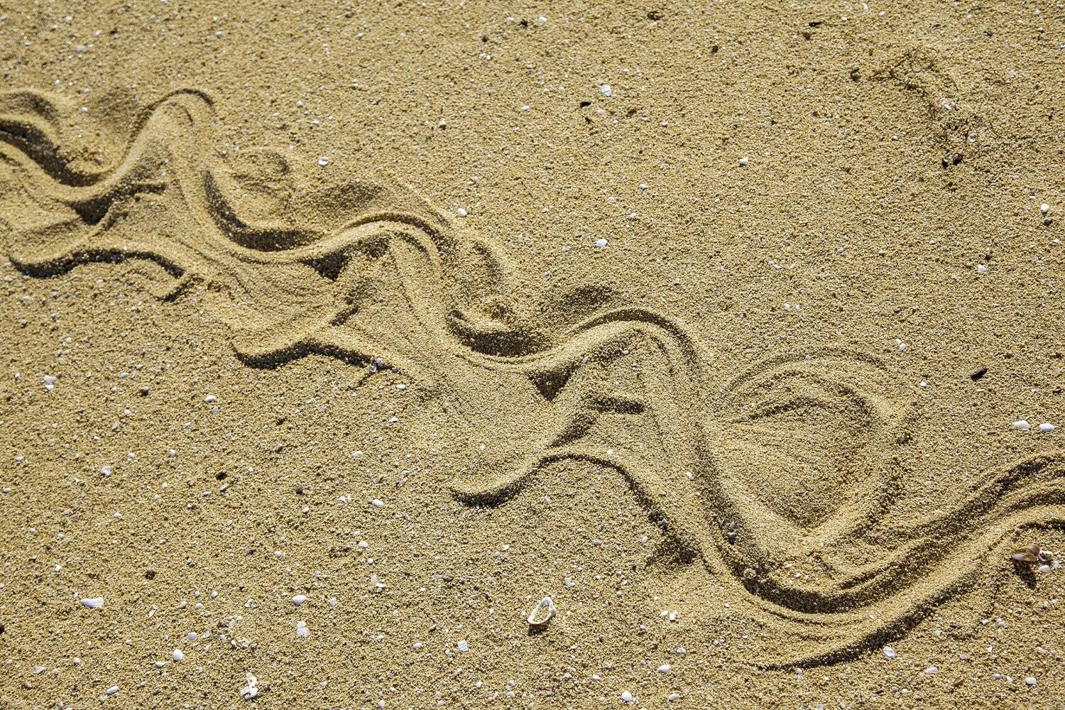 Черви в пустыне. След от змеи на песке. След гадюки на песке. Следы ящерицы на песке. Змея на песке.