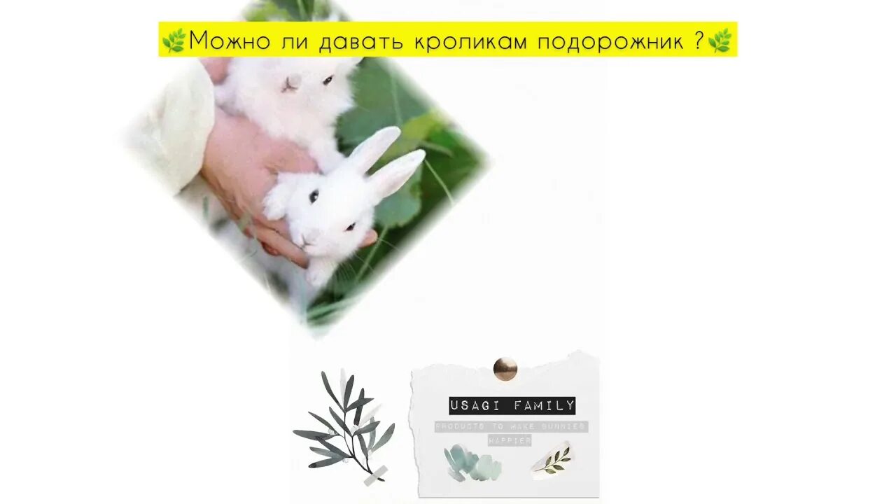 Можно ли давать кроликам мандарины. Подорожник кроликам. подорожник можно давать кроликами. кролик и укроп. можно ли декоративному кролику подорожник.
