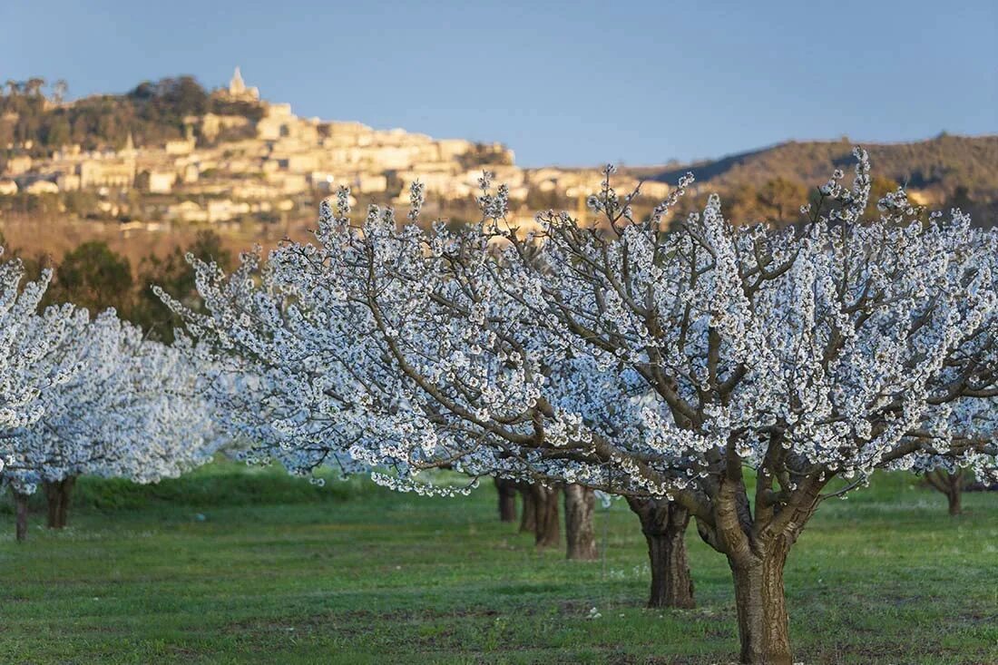 миндаль зимой. миндаль зимой. цветущий миндаль. миндаль зимой. цветущие ветви в снегу.