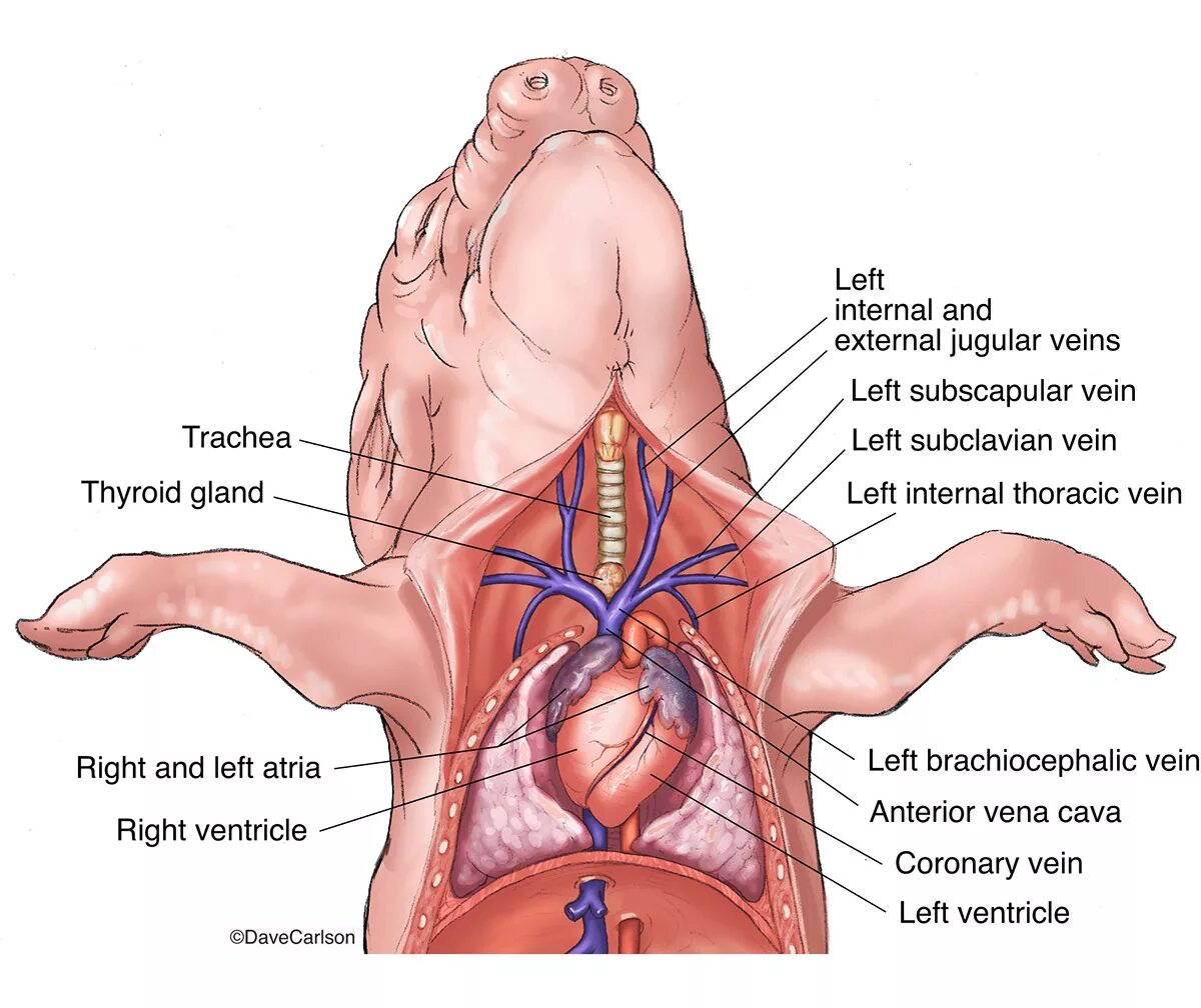 Где находится сердце у свиньи. Поросенка яремная Вена. Расположение артерий у свиньи.