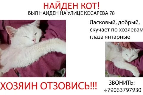 Начнем котик