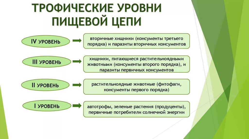 Первый трофический уровень занимают