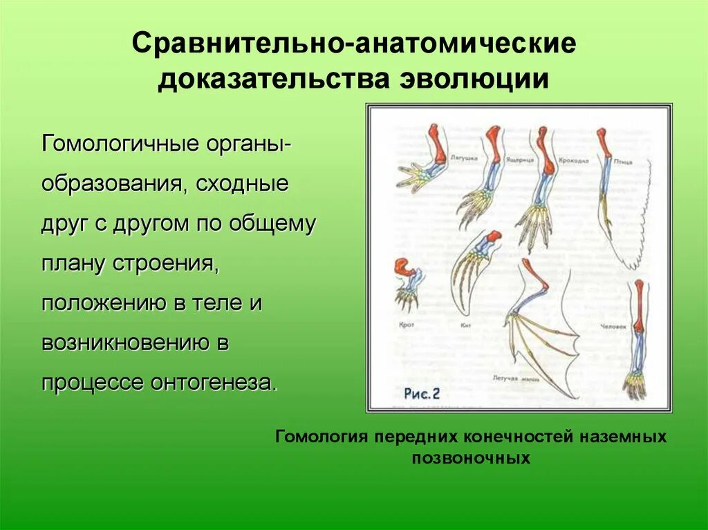 Сравнительно-анатомические доказательства эволюции. Методы доказательства эволюции морфологические палеонтологические. Морфологический метод доказательства эволюции. Группы изучения эволюции