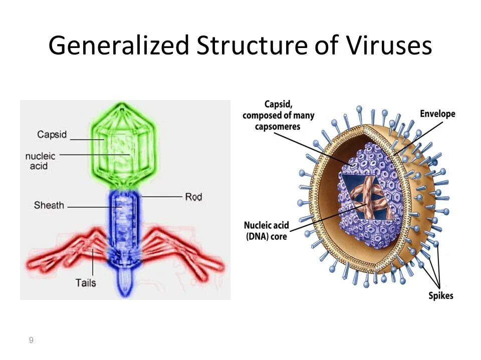 The virus can be. Virus structure. Viral structure. DNA virus structure. General properties of viruses.