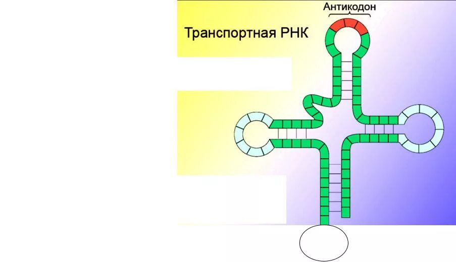 Антикодон т-РНК. Т РНК строение антикодон. Антикодон транспортной РНК соответствующий кодону. Антикодон т-РНК соответствует определенной аминокислоте и:.