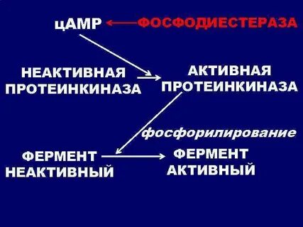 Фосфорилирование протеинкиназ