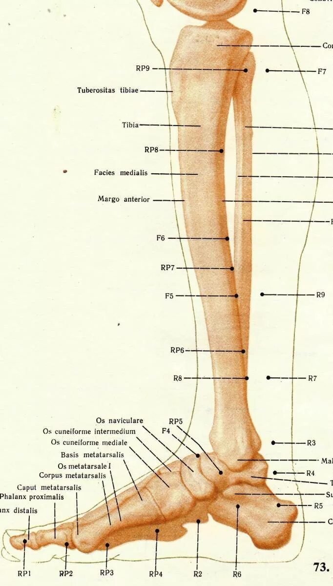 Нога человека щиколотка. Голень щиколотка. Скелет человека щиколотка. Щиколотка голень бедро. Название частей ноги.