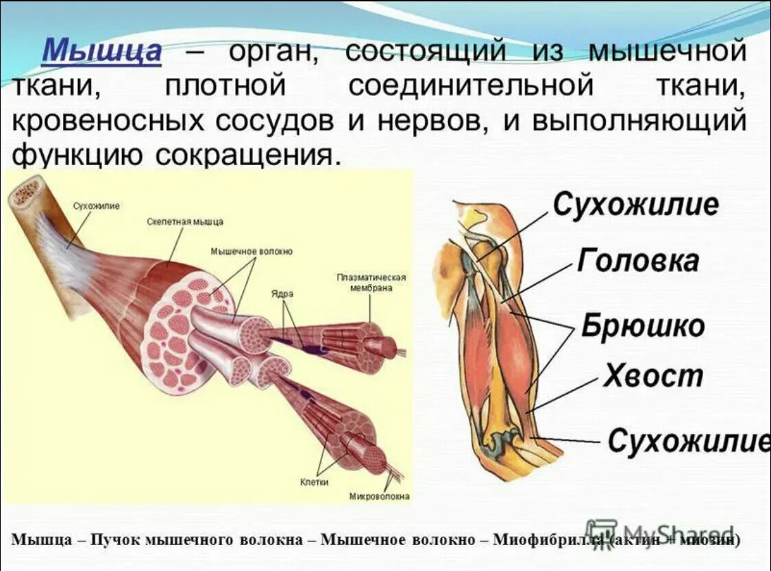 Основные мышцы для развития. Мышечная система скелетные мышцы строение функции. Строение скелетной мышцы человека 8 класс биология. Строение и функции скелетных мышц схема. Строение скелетной мышцы 8 класс.