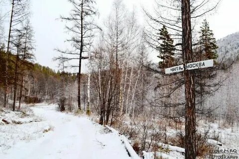 Лесная забайкальский край