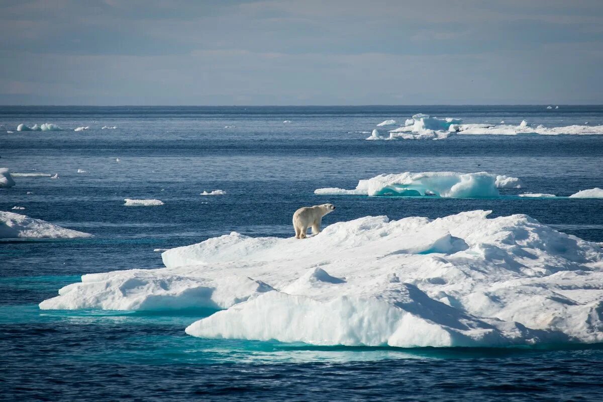Арктика Северный Ледовитый океан. Северный полюс Северный Ледовитый океан. Море Баффина. Серверный полюс Северного Ледовитого океана.