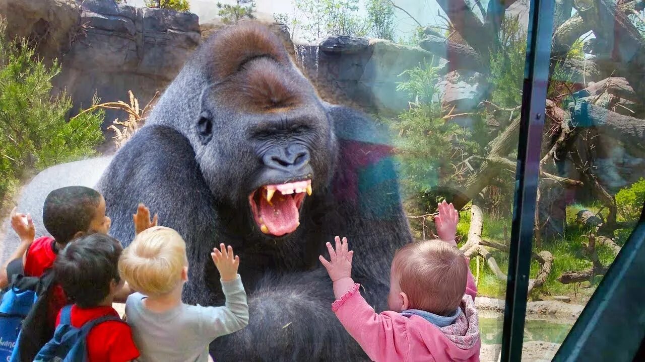 Zoo child. Звери из зоопарка. Дети в зоопарке. Горилла в зоопарке. Люди в зоопарке.