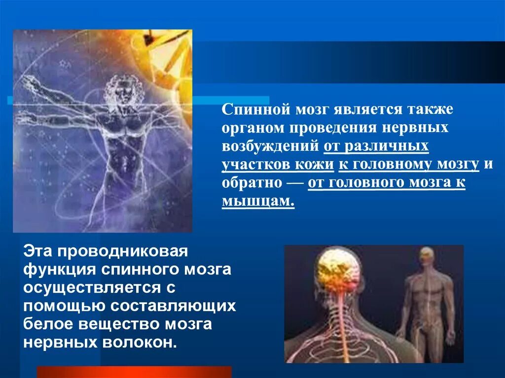 Проводниковая функция спинного мозга осуществляется. Проводниковая нервная система. проводниковая функция нервной системы. проводниковая функция головного мозга.