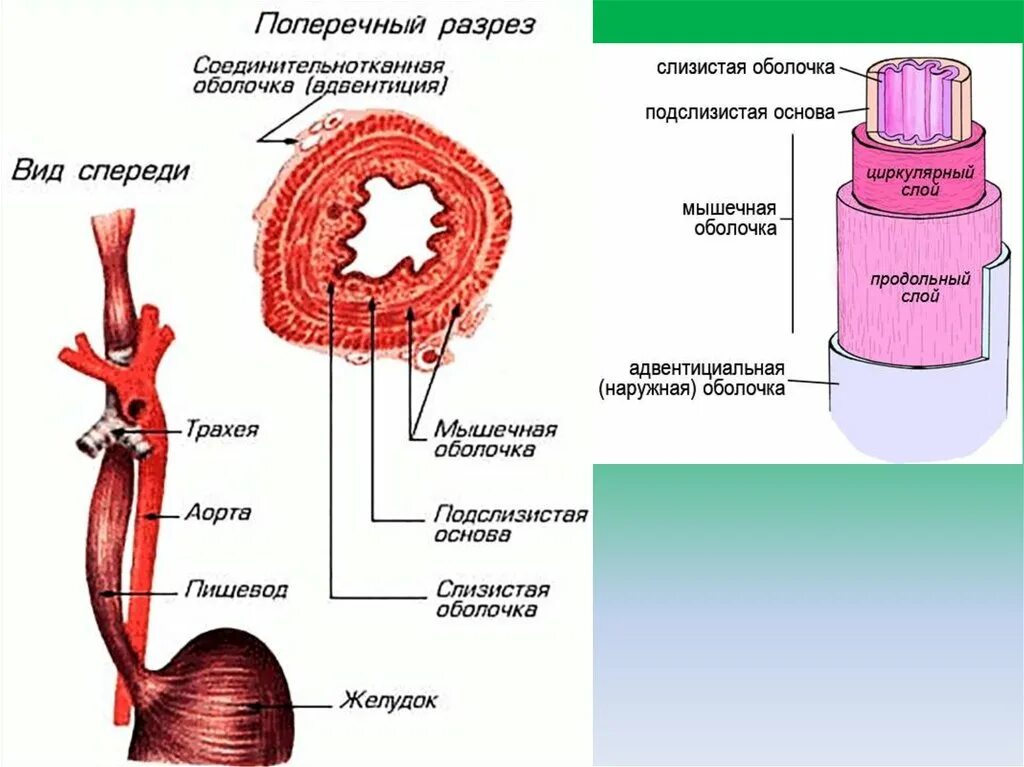 Человек внешняя оболочка. Оболочки органов пищеварительной системы. Анатомия и физиология пищеварительного тракта. Строение пищеварительной системы человека. Физиология пищеварительной системы человека.