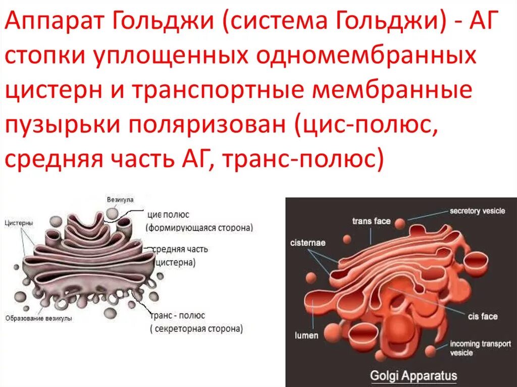 Какие мембранные структуры образует аппарат гольджи. Транс часть аппарата Гольджи. Комплекс (аппарат) Гольджи (одномембранный органоид). Аппарат Гольджи пузырьки и цистерны.