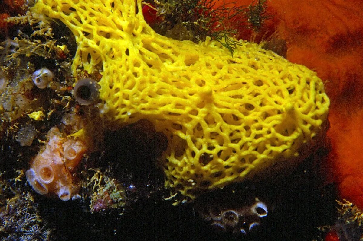Морская губка живая. Губки porifera spongia. Известковые губки. Морские губки кораллы. Покажи фото губки.