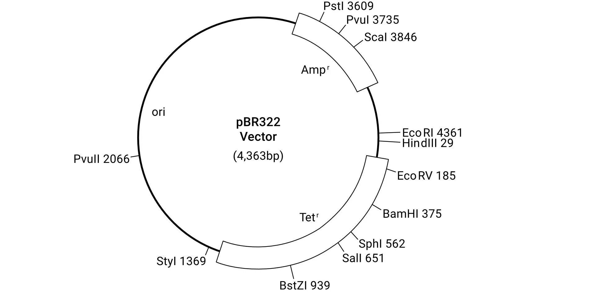 Плазмида pbr322. Плазмида pbr322 схема. Pbr322 вектор. Плазмида pbr322 инсулин.