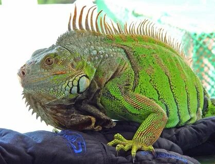 Картинки экзотических животных