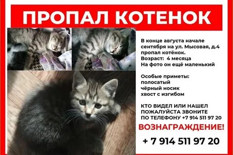 Потерялся котенок