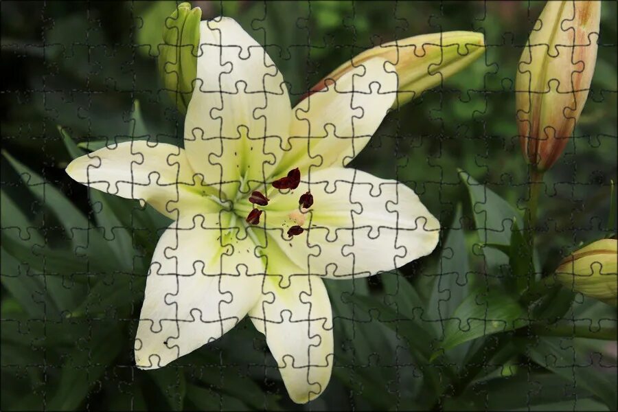File:Nice White Flower.JPG - Wikimedia Commons