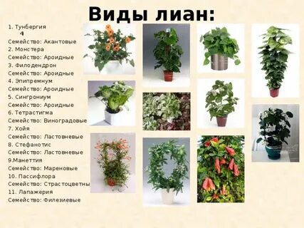 Комнатные лианы виды и названия