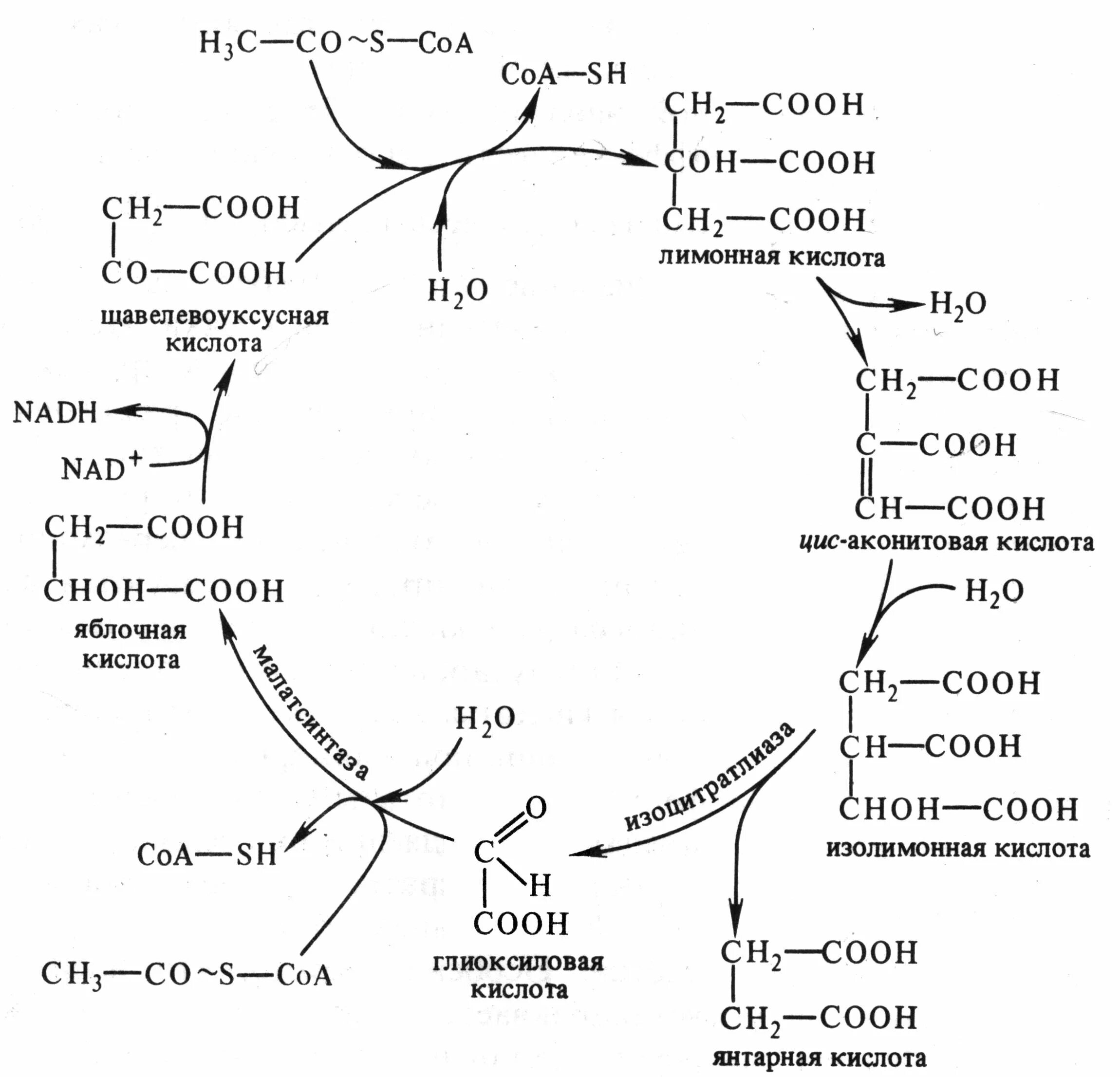 Цикл кребса пути дыхания. Цикл трикарбоновых кислот биохимия кратко. Этапы энергетического обмена цикл кребса. Цикл кребса из пирувата. Цикл трикарбоновых кислот цикл кребса.